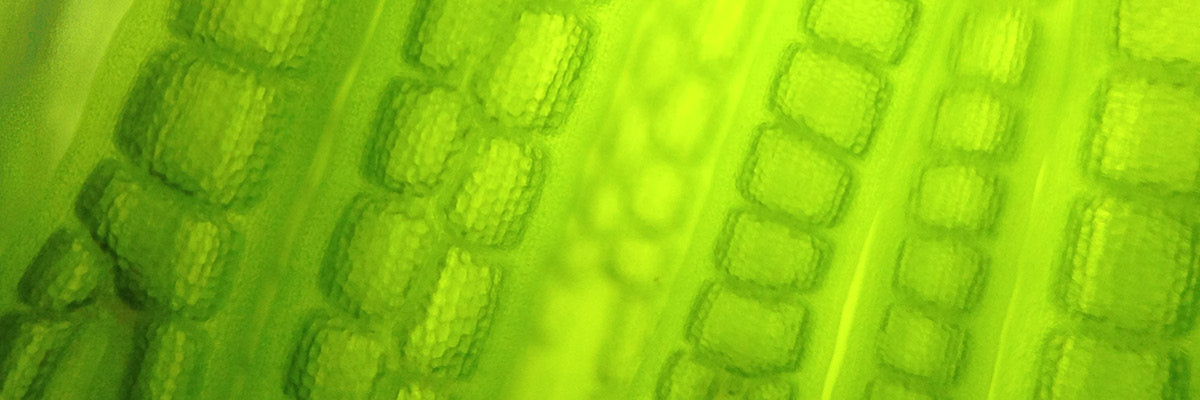 Chlorella