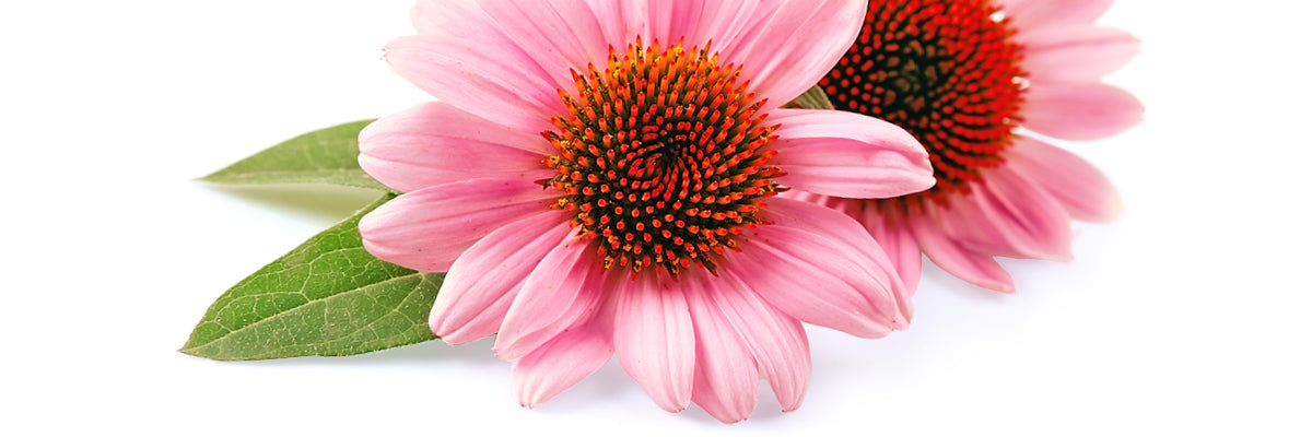 Sonnenhut (echinacea)