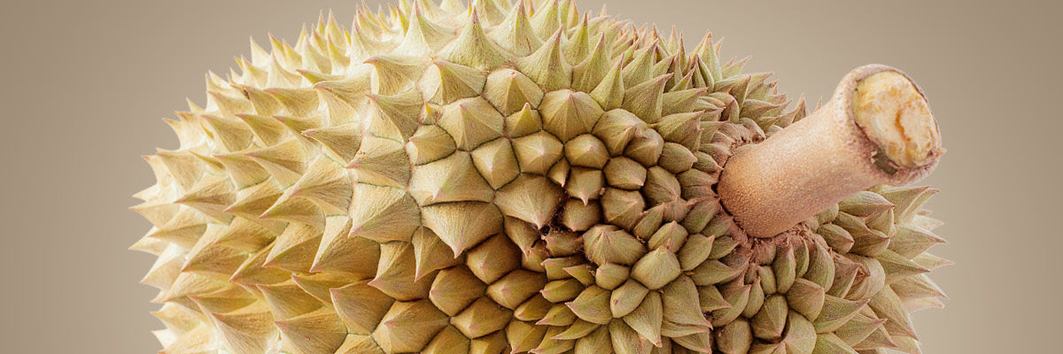 Zibetfrucht (durio zibethinus)